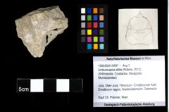 Foto (Objekt + Etiketten) von Ambulocapsa altilis (Robins, 2013) 